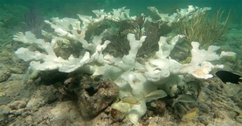 Miami researchers scramble to save Florida's coral reefs amidst record ocean heat wave